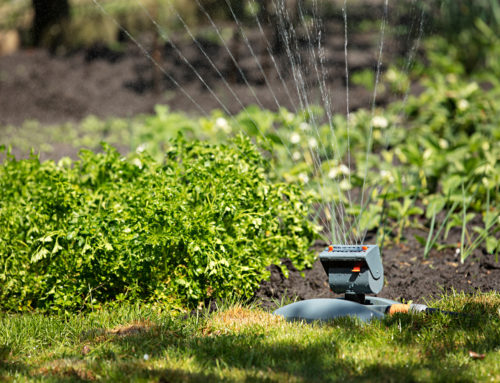 Consejos para ahorrar agua en el jardín o huerto en verano